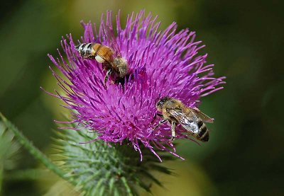 Two On Thistle