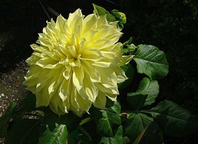 Sunlit Dahlia