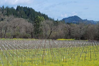 Vineyard and Hills