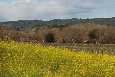 Healdsburg - Town and Wine Country