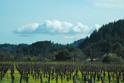 Vineyard & Cloud
