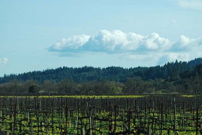 Yellow Vineyard & Clouds