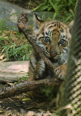 Chewing Stick