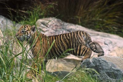 Watchful Cub