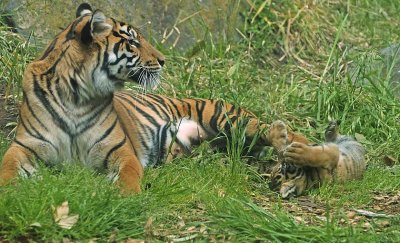 Playing with Mom