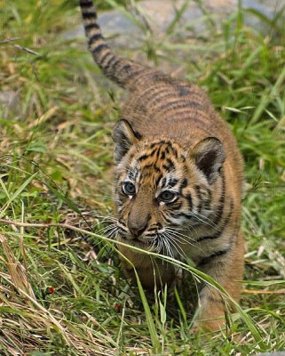 Walk In the Grass