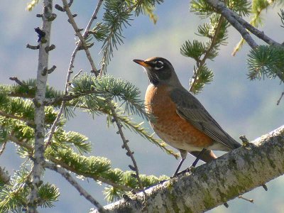 Robin In Pine