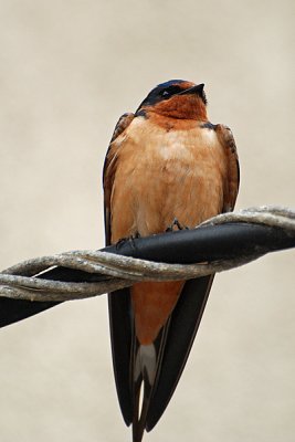 Swallow on the Lookout