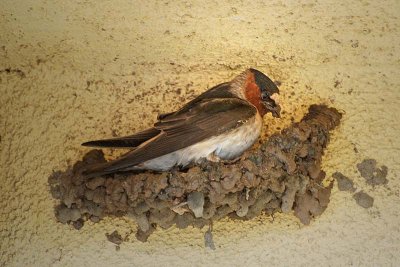 Cliff Swallow Nest