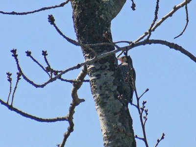 Flicker on the Trunk
