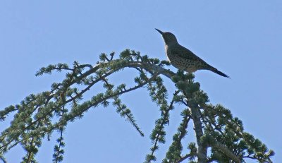Flicker On Curved Branch