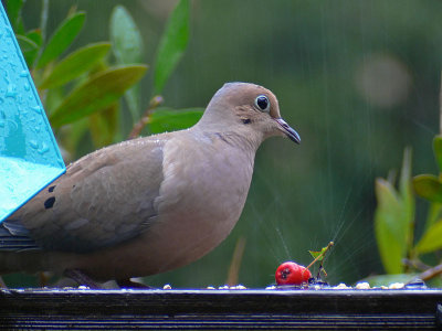 Splashes of Rain