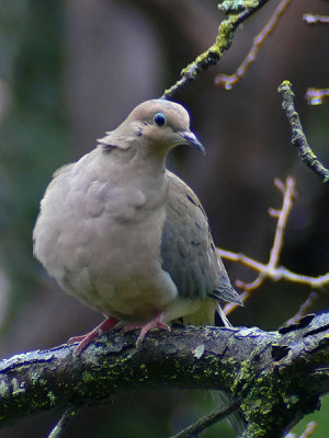 On A Wet Branch