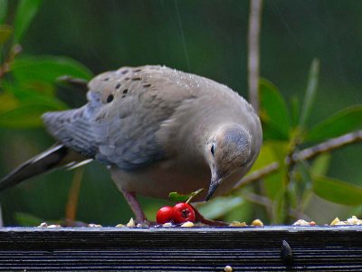 Eating a Berry