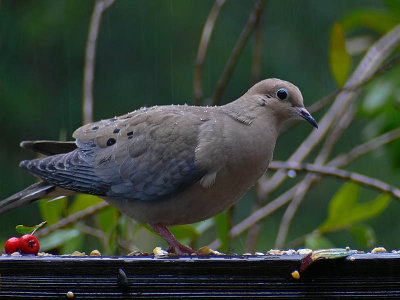 Very Wet