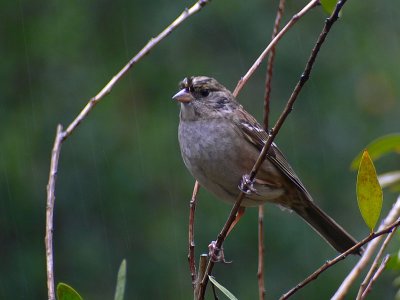 Wet Sparrow
