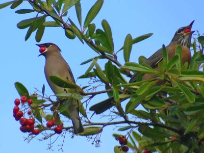 Cedar Waxwing and Robin