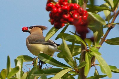 Eye of the Waxwing