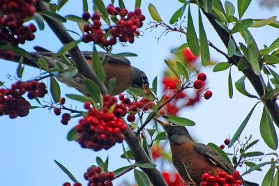 Share Berries