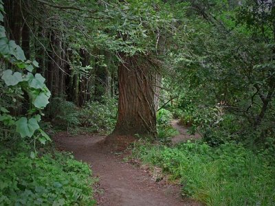 Redwood Path