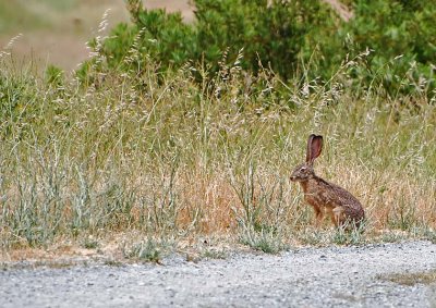 Jack Rabbit