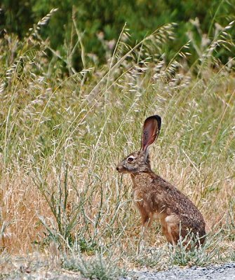 Big Ears