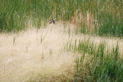 Fuzzy Grass