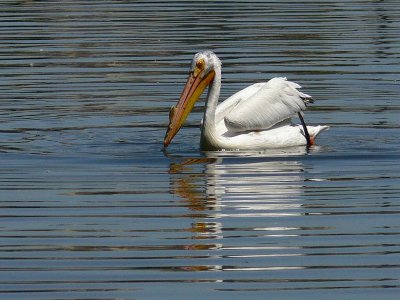Pelican on Striped Water