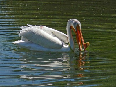 Breeding White Pelican with Knob