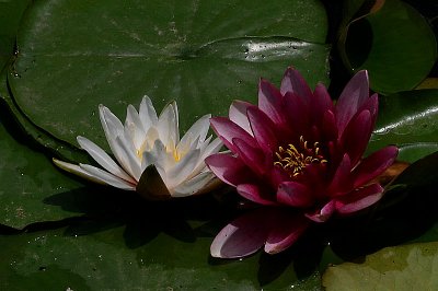 g1/34/507934/3/113105967.QrNh6O0L.jpg
