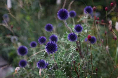 Wild_Flowers_Beijing