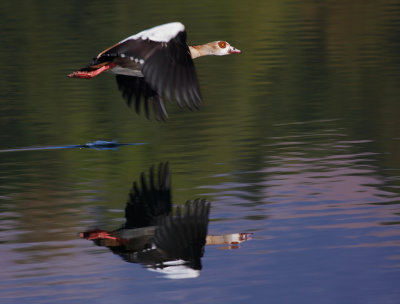 Egyptian Goose