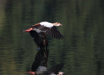 Egyptian Goose