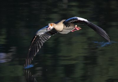 Egyptian Goose