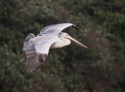 Pink backed Pelican