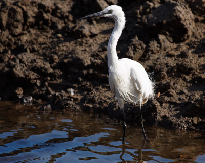 Egret