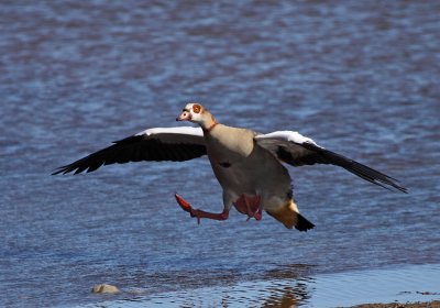 Egyptian Goose