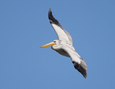 Pink backed Pelican