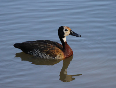 White-faced duck
