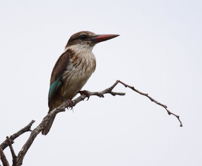 Brown Hooded Kingfisher