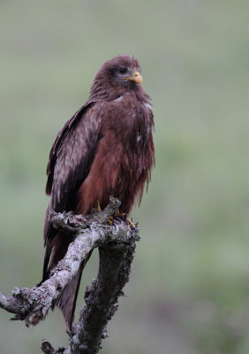 Yellow-billed Kite