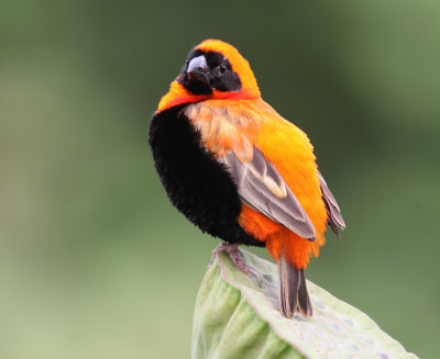 Red Bishop