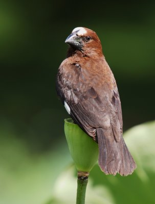 Thick-billed Weaver
