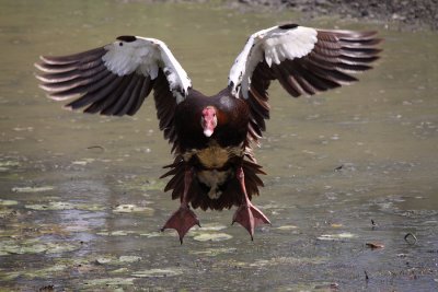 Spur-wing Goose