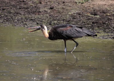 Woolly-necked Stork