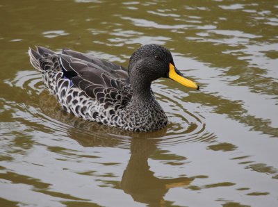 Yellow-billed Duck