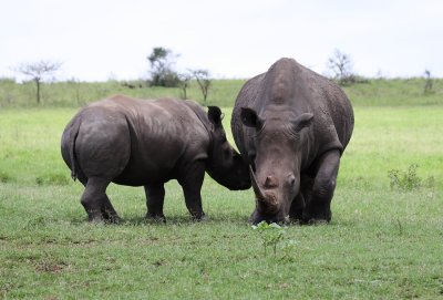 Rhino mother and calf series