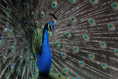 Peacock