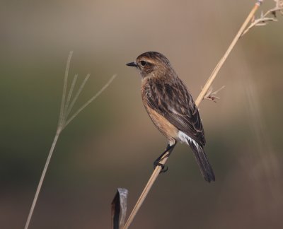 African Stone Chat