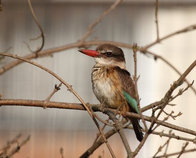 Brown Hooded Kingfisher